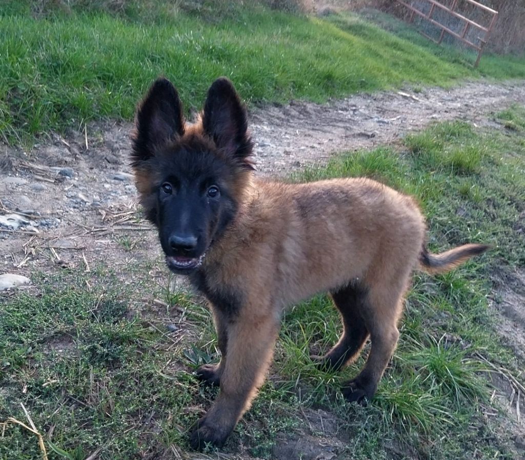 chiot Berger Belge De L'Empire Du Mont Sombet