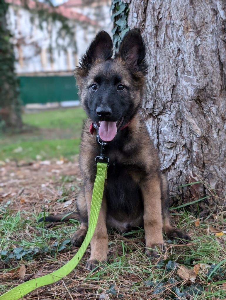 chiot Berger Belge De L'Empire Du Mont Sombet