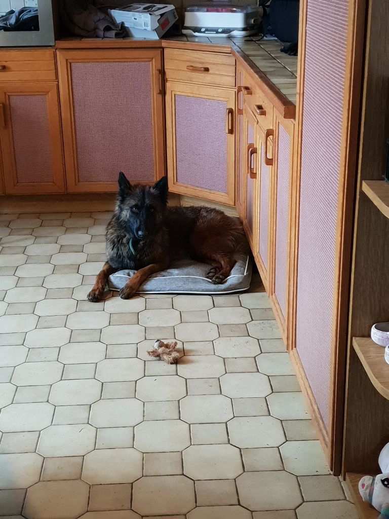 Nos chiens...&#128525;