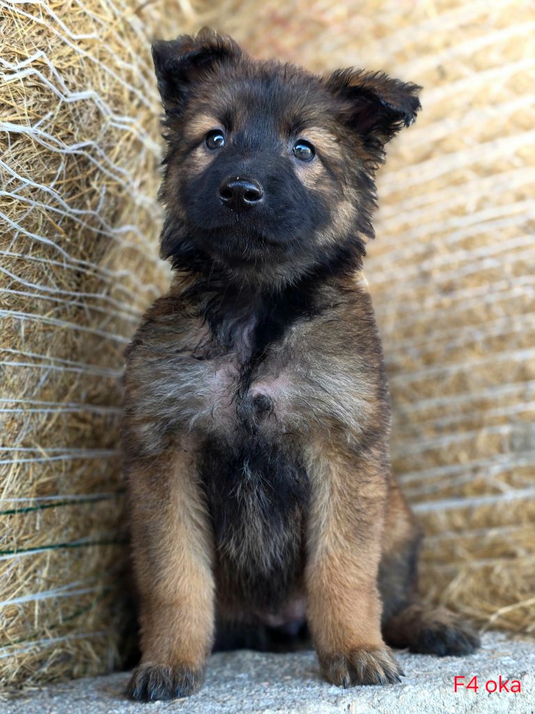 De L'Empire Du Mont Sombet - Chiots disponibles - Berger Belge