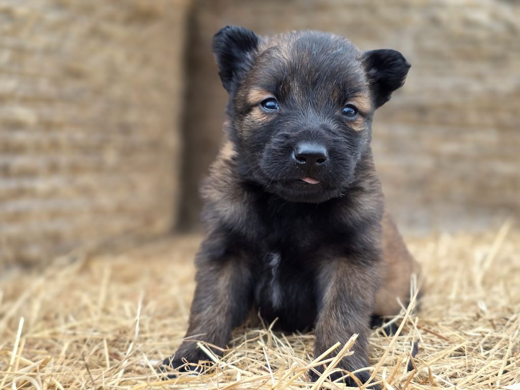 De L'Empire Du Mont Sombet - Chiots disponibles - Berger Belge