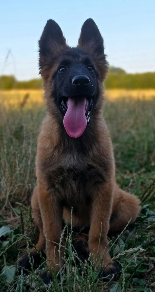 De L'Empire Du Mont Sombet - Chiots disponibles - Berger Belge
