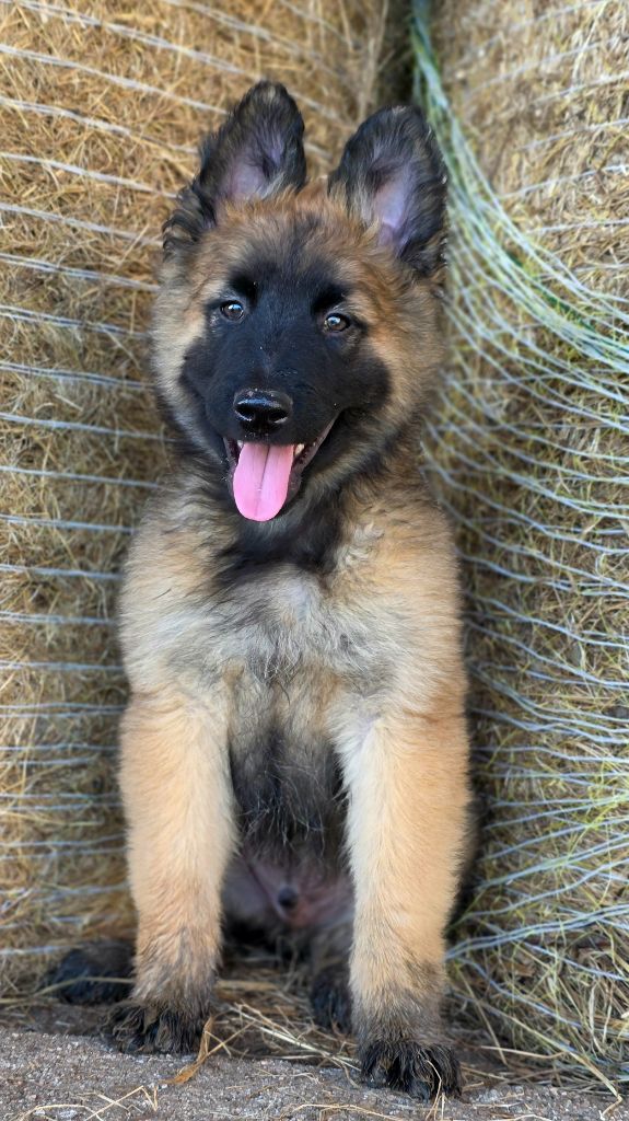 De L'Empire Du Mont Sombet - Chiots disponibles - Berger Belge