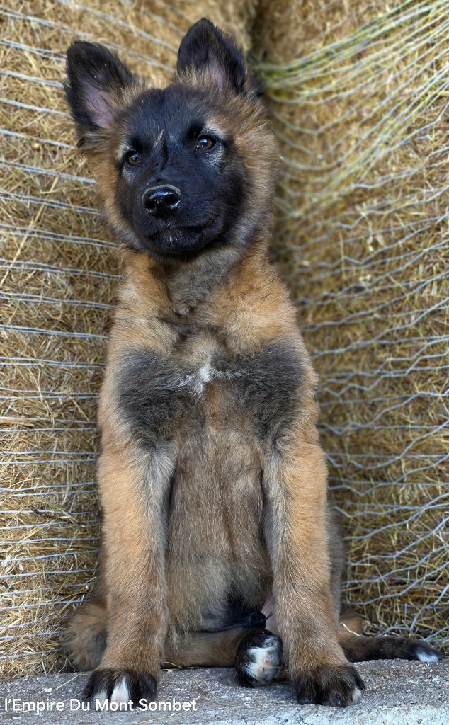 De L'Empire Du Mont Sombet - Chiots disponibles - Berger Belge