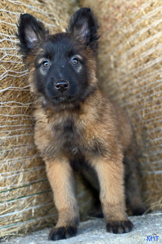 De L'Empire Du Mont Sombet - Chiots disponibles - Berger Belge
