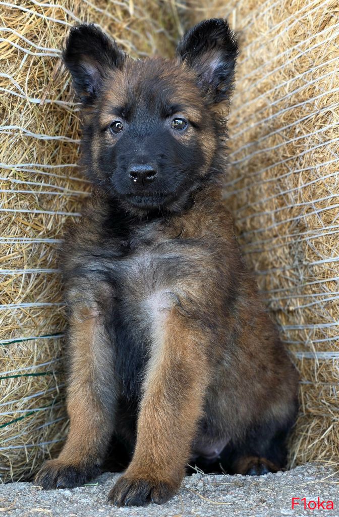 De L'Empire Du Mont Sombet - Chiots disponibles - Berger Belge