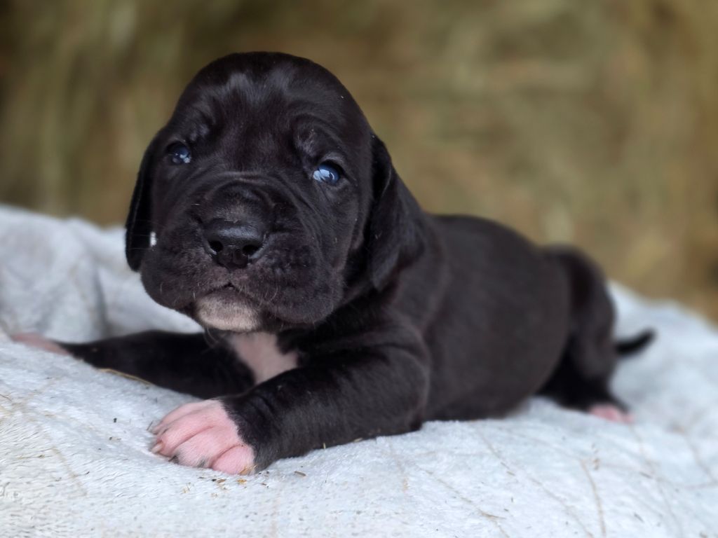 De L'Empire Du Mont Sombet - Chiots disponibles - Dogue allemand
