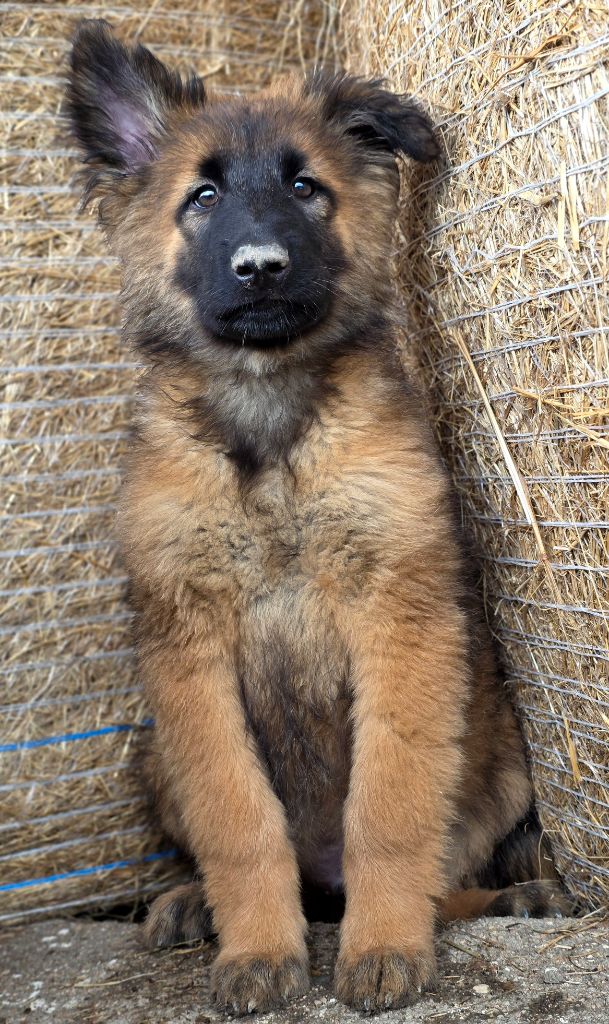 De L'Empire Du Mont Sombet - Chiots disponibles - Berger Belge