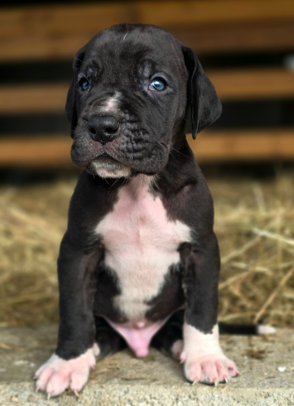 De L'Empire Du Mont Sombet - Chiots disponibles - Dogue allemand