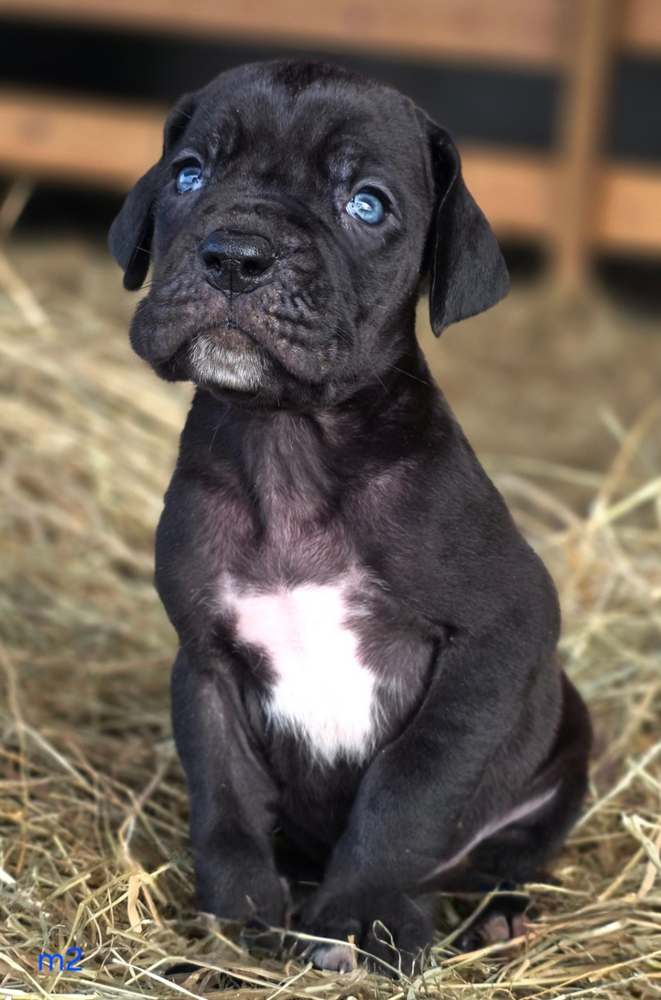 De L'Empire Du Mont Sombet - Chiots disponibles - Dogue allemand