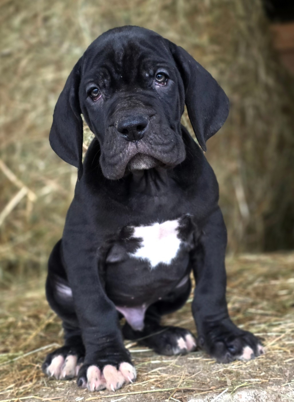 De L'Empire Du Mont Sombet - Chiots disponibles - Dogue allemand