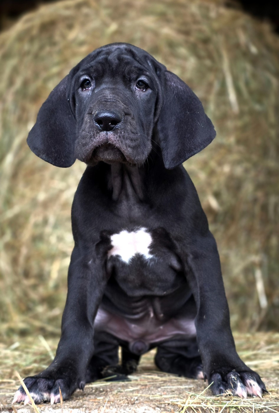 De L'Empire Du Mont Sombet - Chiots disponibles - Dogue allemand