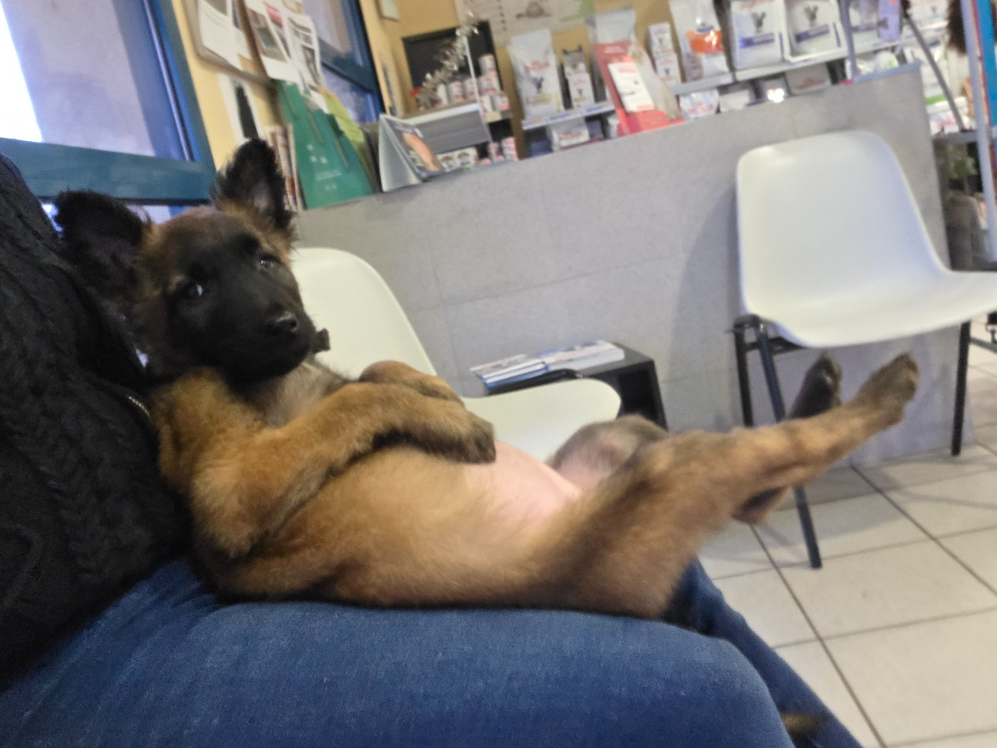 De L'Empire Du Mont Sombet - Chiots disponibles - Berger Belge