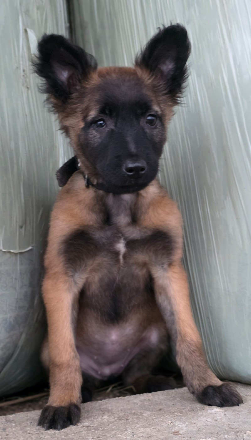 De L'Empire Du Mont Sombet - Chiots disponibles - Berger Belge