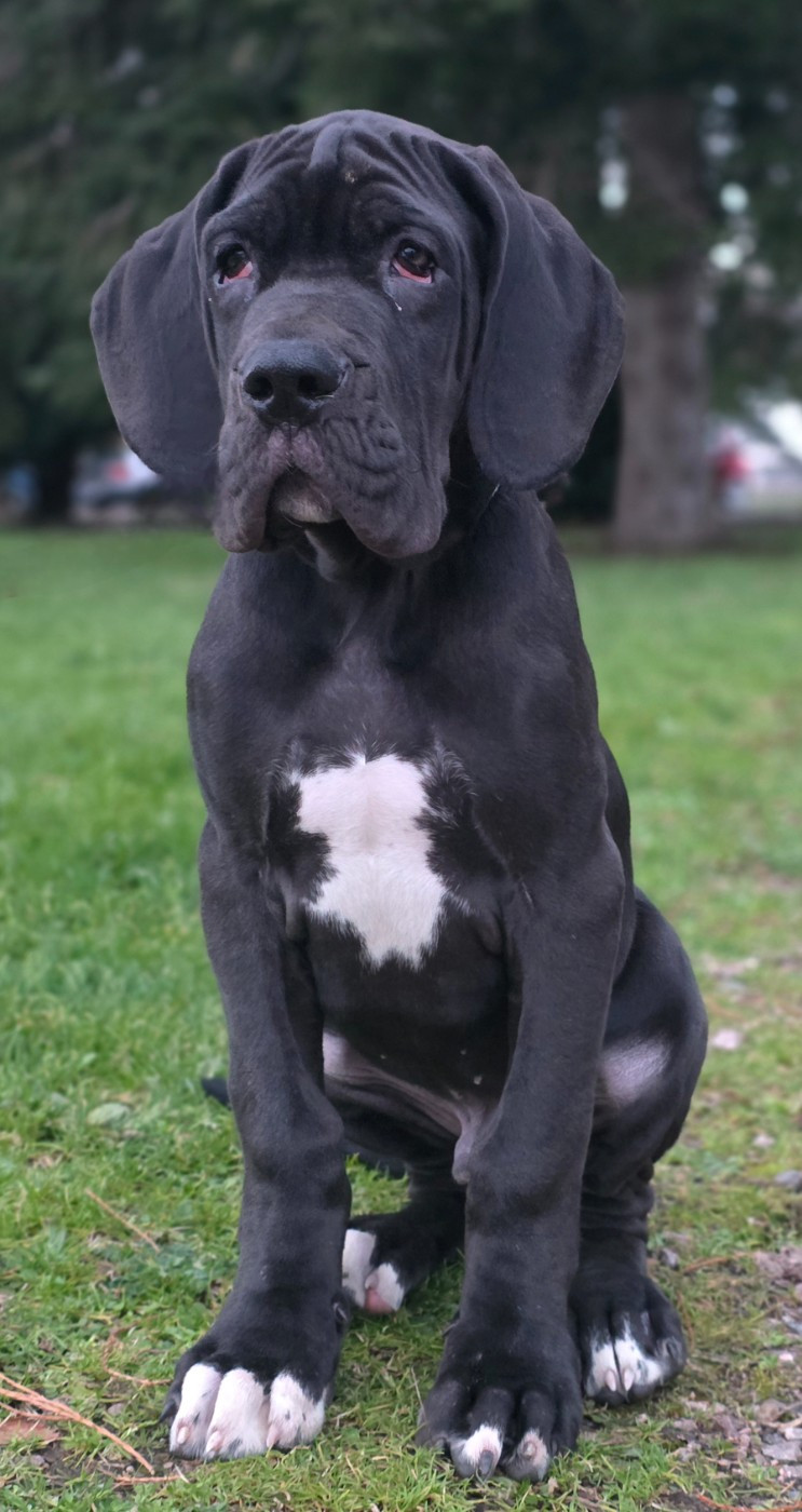 De L'Empire Du Mont Sombet - Chiots disponibles - Dogue allemand