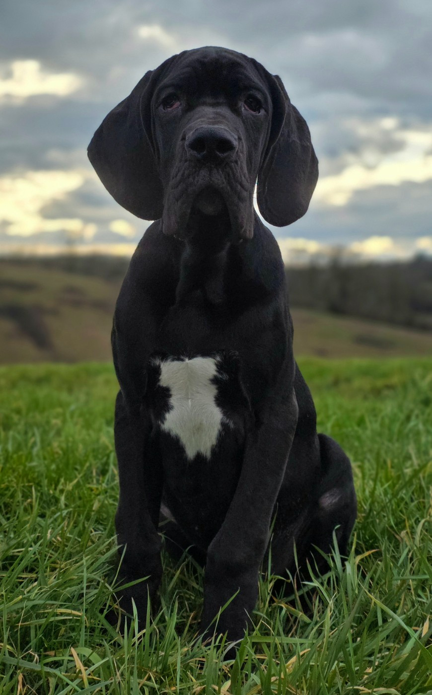 De L'Empire Du Mont Sombet - Chiots disponibles - Dogue allemand