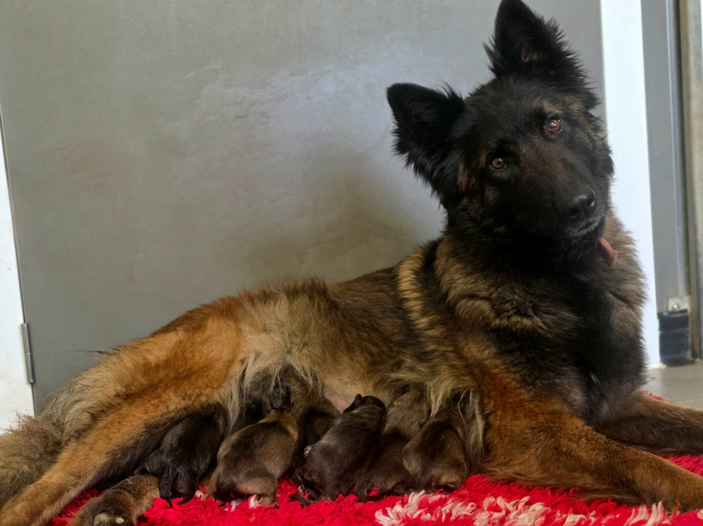 Chiot Berger Belge De L'Empire Du Mont Sombet