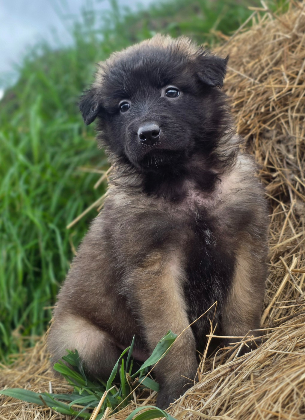 De L'Empire Du Mont Sombet - Chiots disponibles - Berger Belge