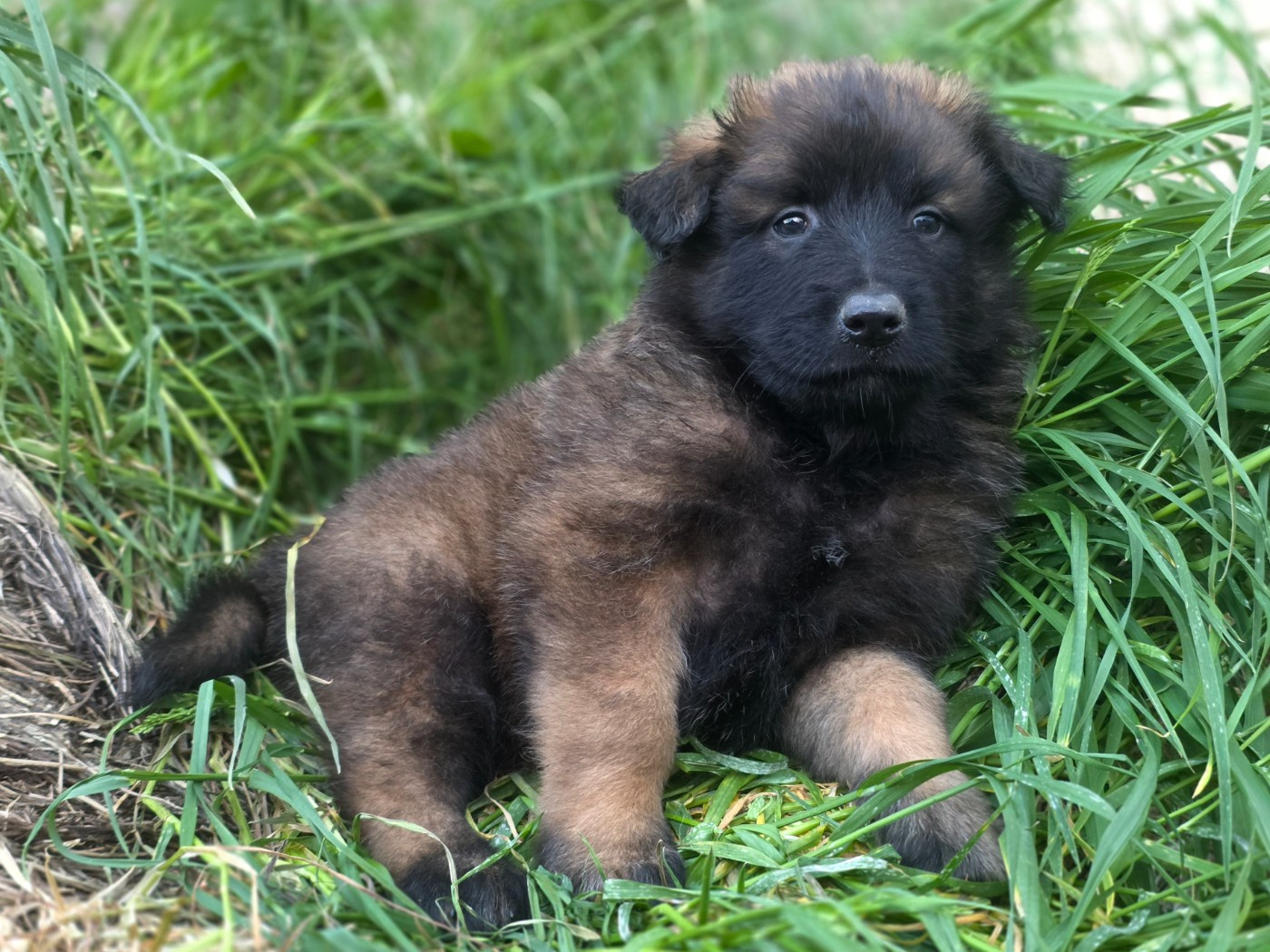 De L'Empire Du Mont Sombet - Chiots disponibles - Berger Belge