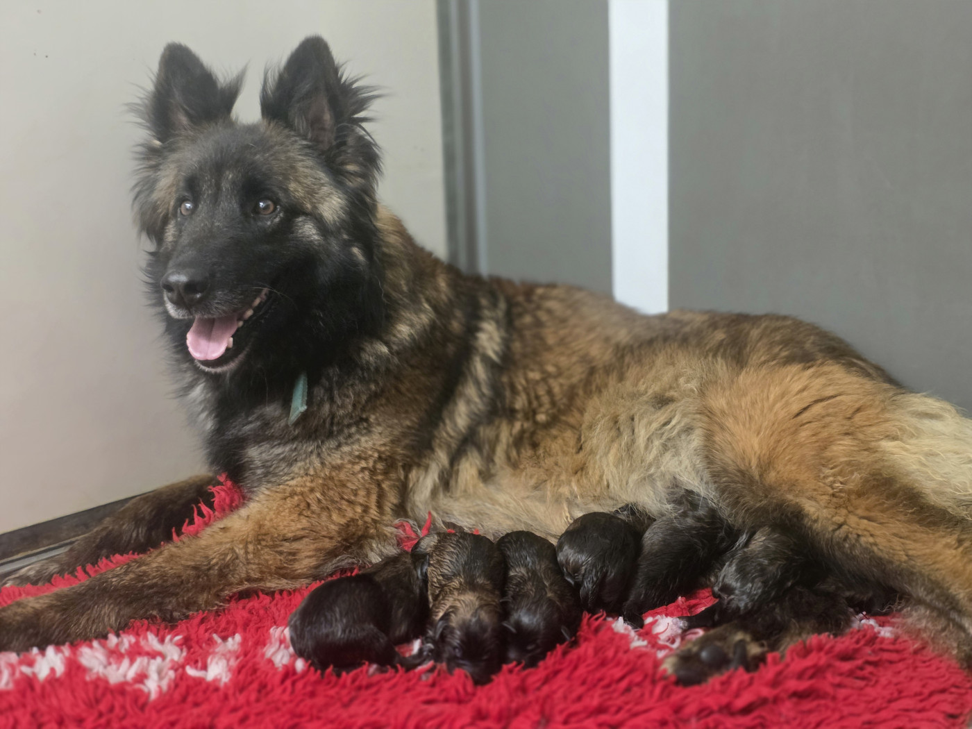 Chiot Berger Belge De L'Empire Du Mont Sombet