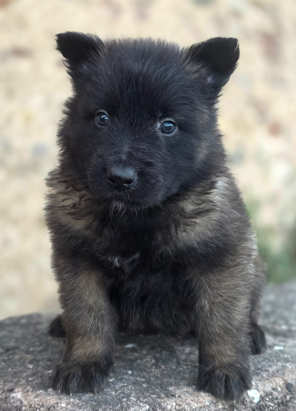 De L'Empire Du Mont Sombet - Chiots disponibles - Berger Belge