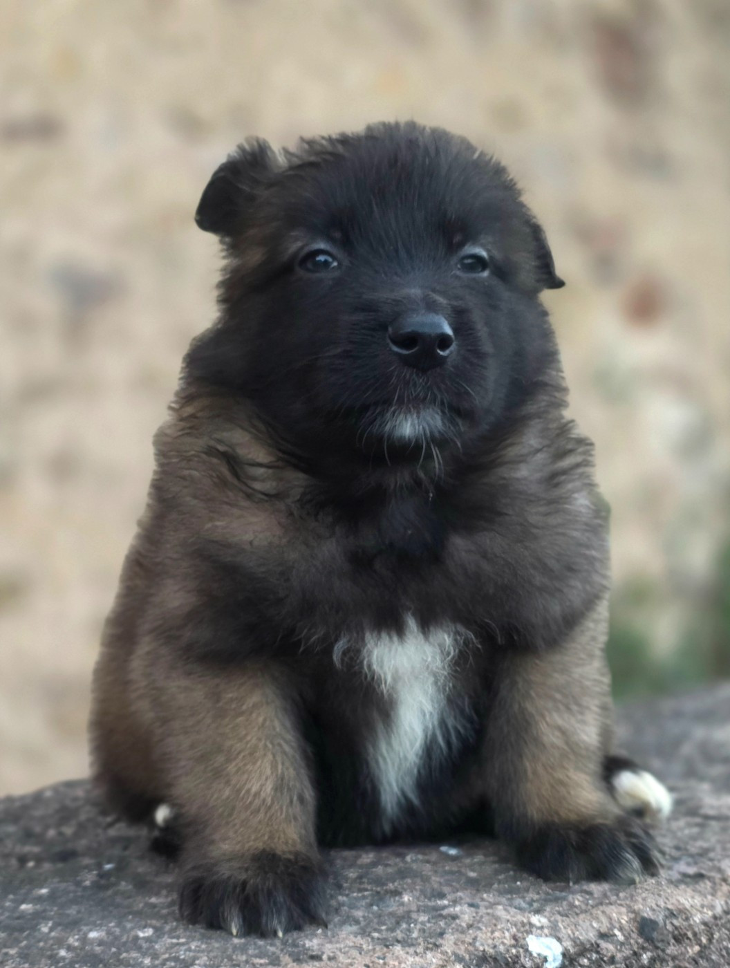 De L'Empire Du Mont Sombet - Chiots disponibles - Berger Belge