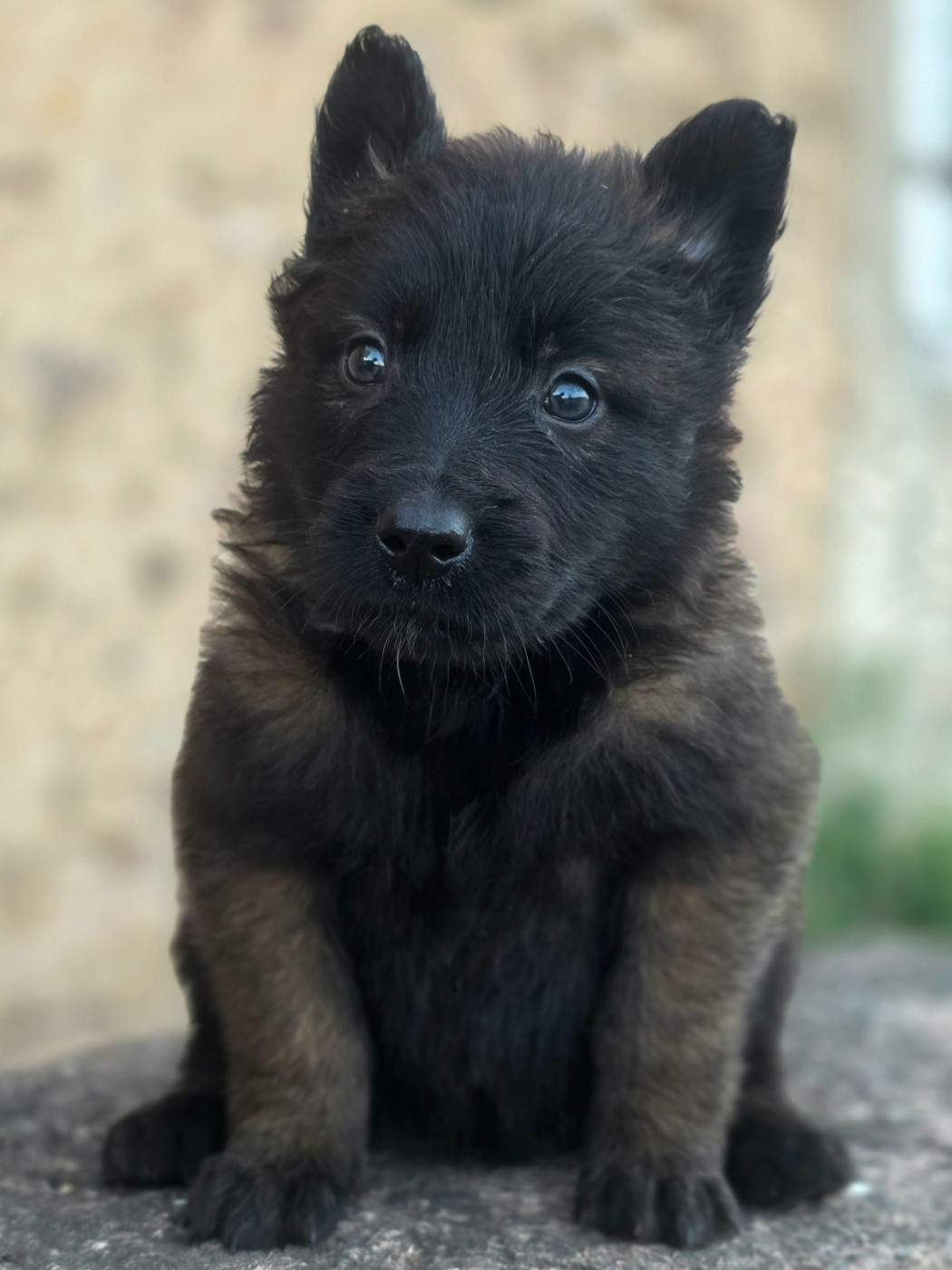 De L'Empire Du Mont Sombet - Chiots disponibles - Berger Belge