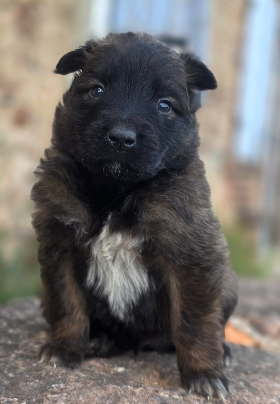De L'Empire Du Mont Sombet - Chiots disponibles - Berger Belge
