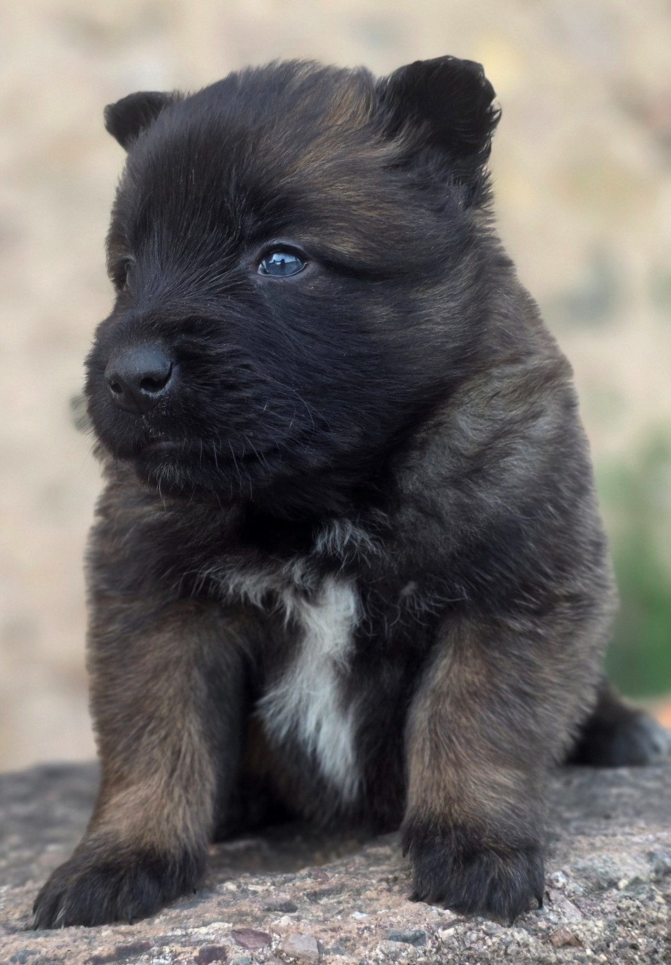 De L'Empire Du Mont Sombet - Chiots disponibles - Berger Belge