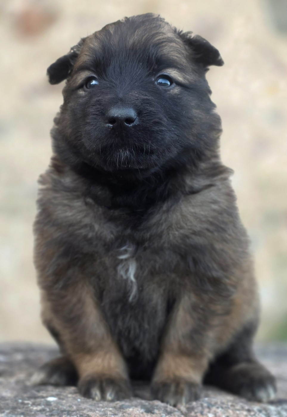 De L'Empire Du Mont Sombet - Chiots disponibles - Berger Belge