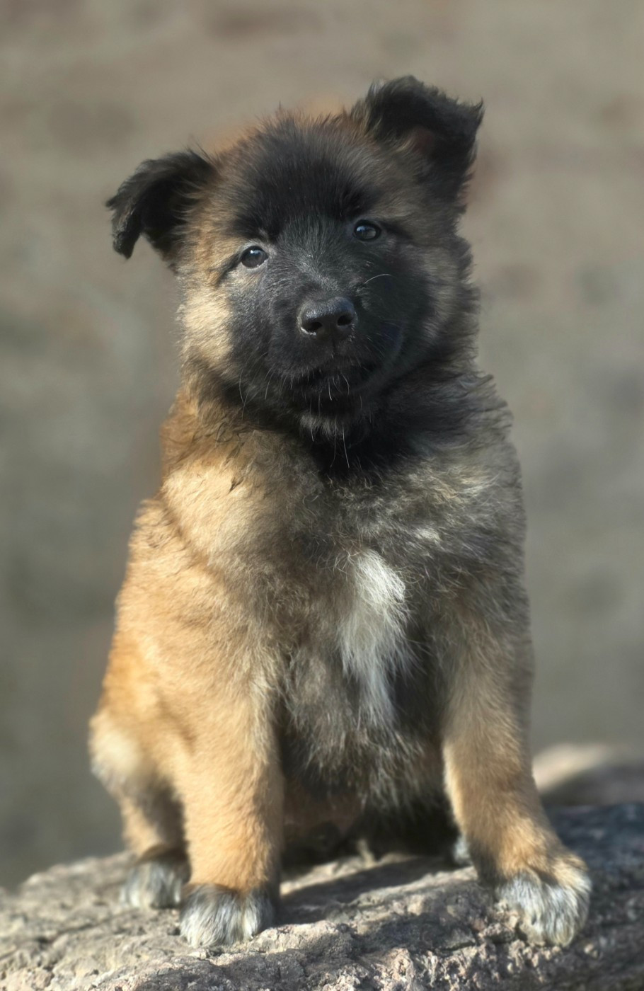 De L'Empire Du Mont Sombet - Chiots disponibles - Berger Belge