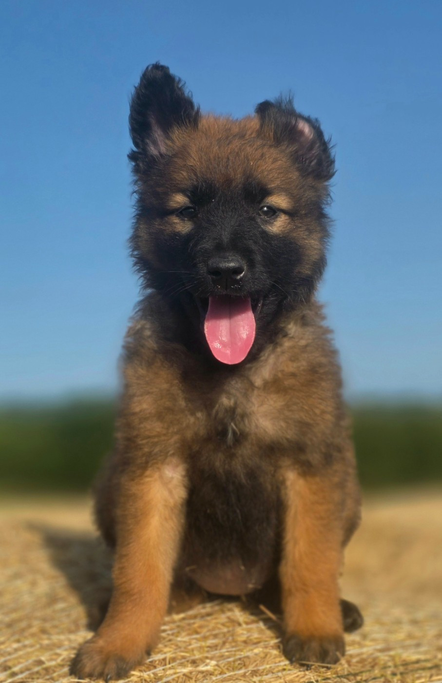 De L'Empire Du Mont Sombet - Chiots disponibles - Berger Belge