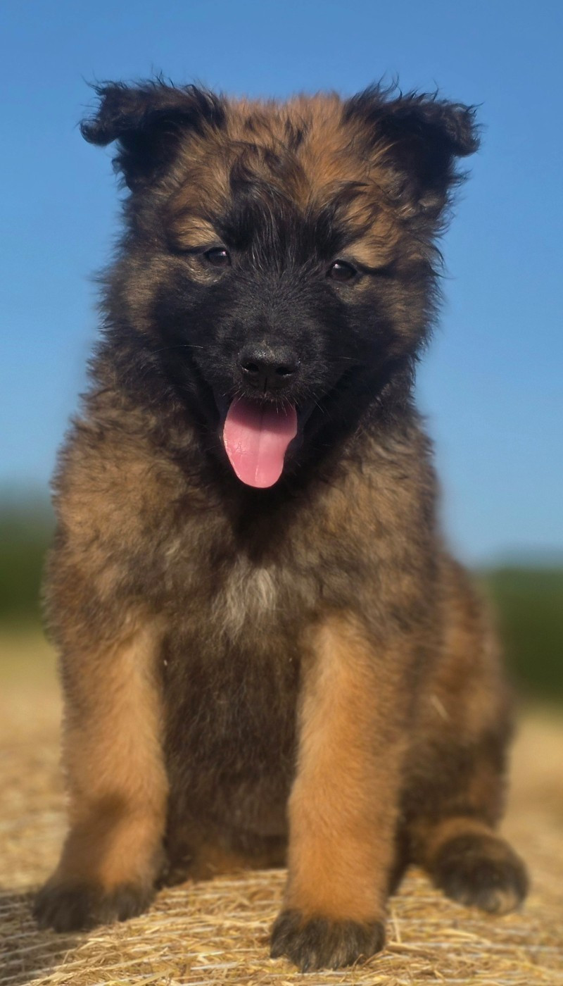 De L'Empire Du Mont Sombet - Chiots disponibles - Berger Belge