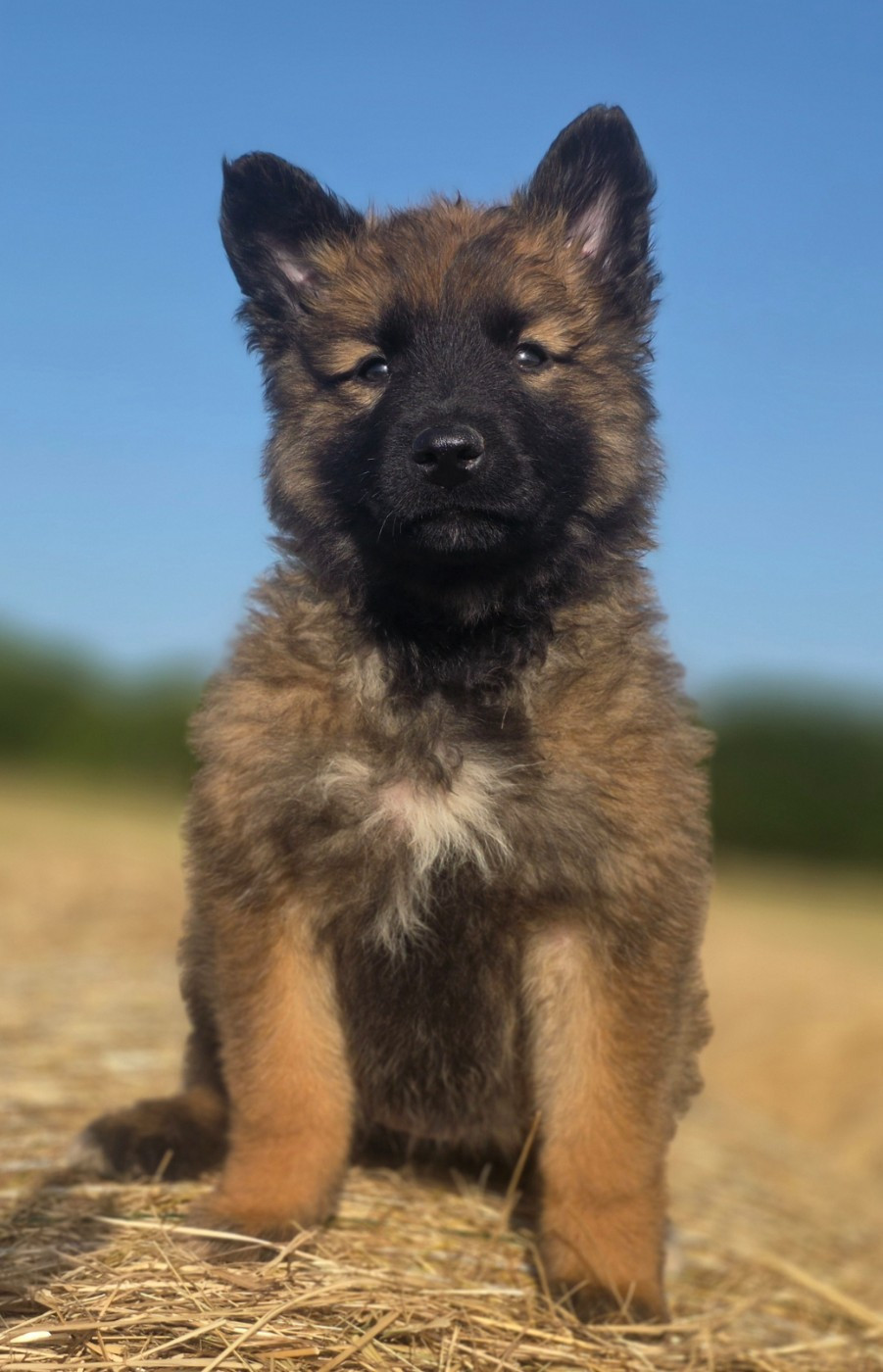 De L'Empire Du Mont Sombet - Chiots disponibles - Berger Belge