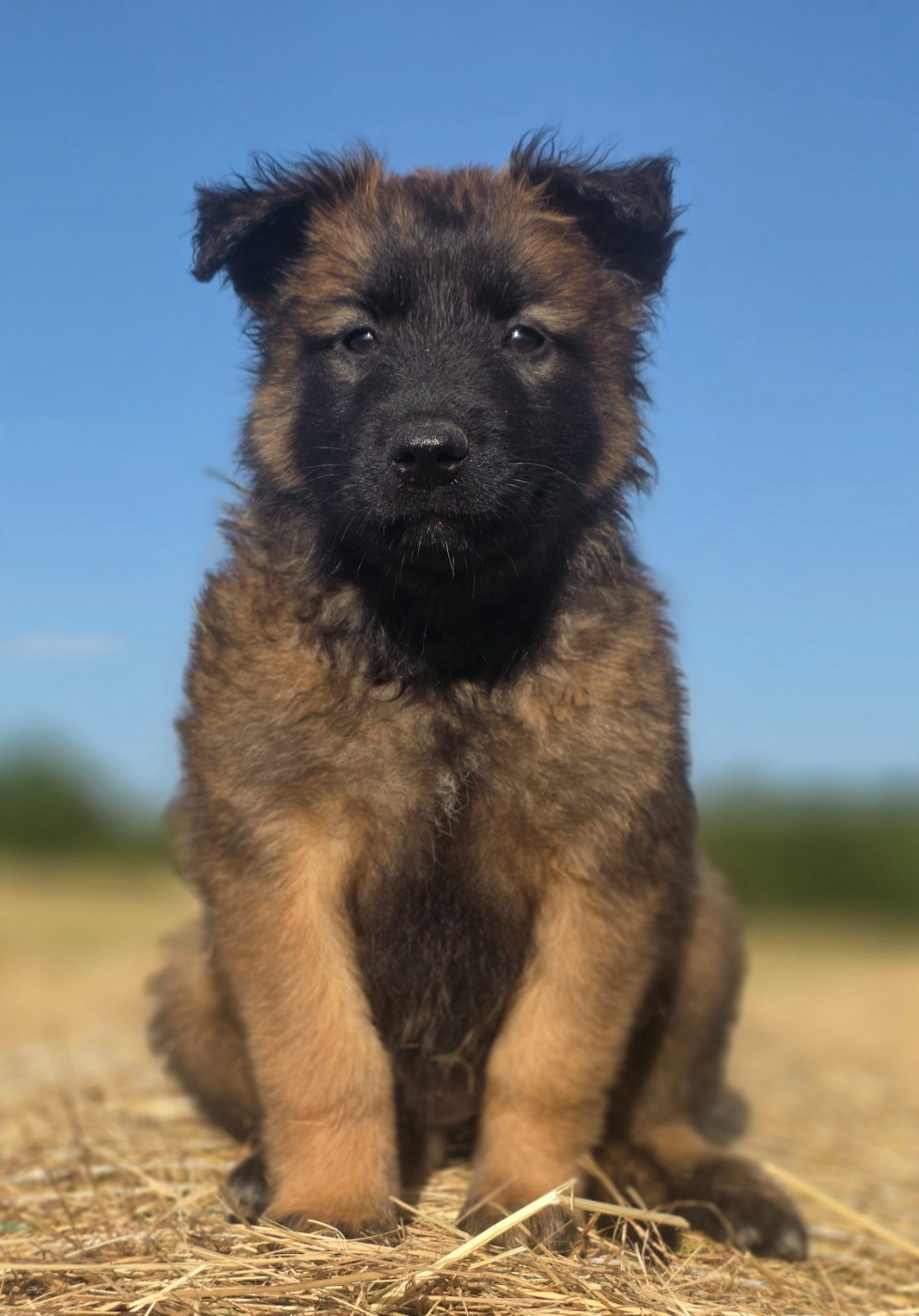 De L'Empire Du Mont Sombet - Chiots disponibles - Berger Belge