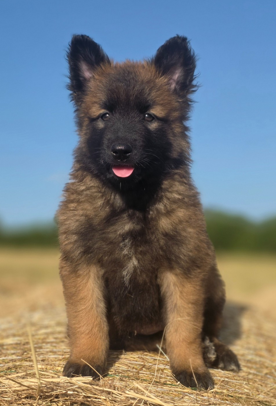 De L'Empire Du Mont Sombet - Chiots disponibles - Berger Belge