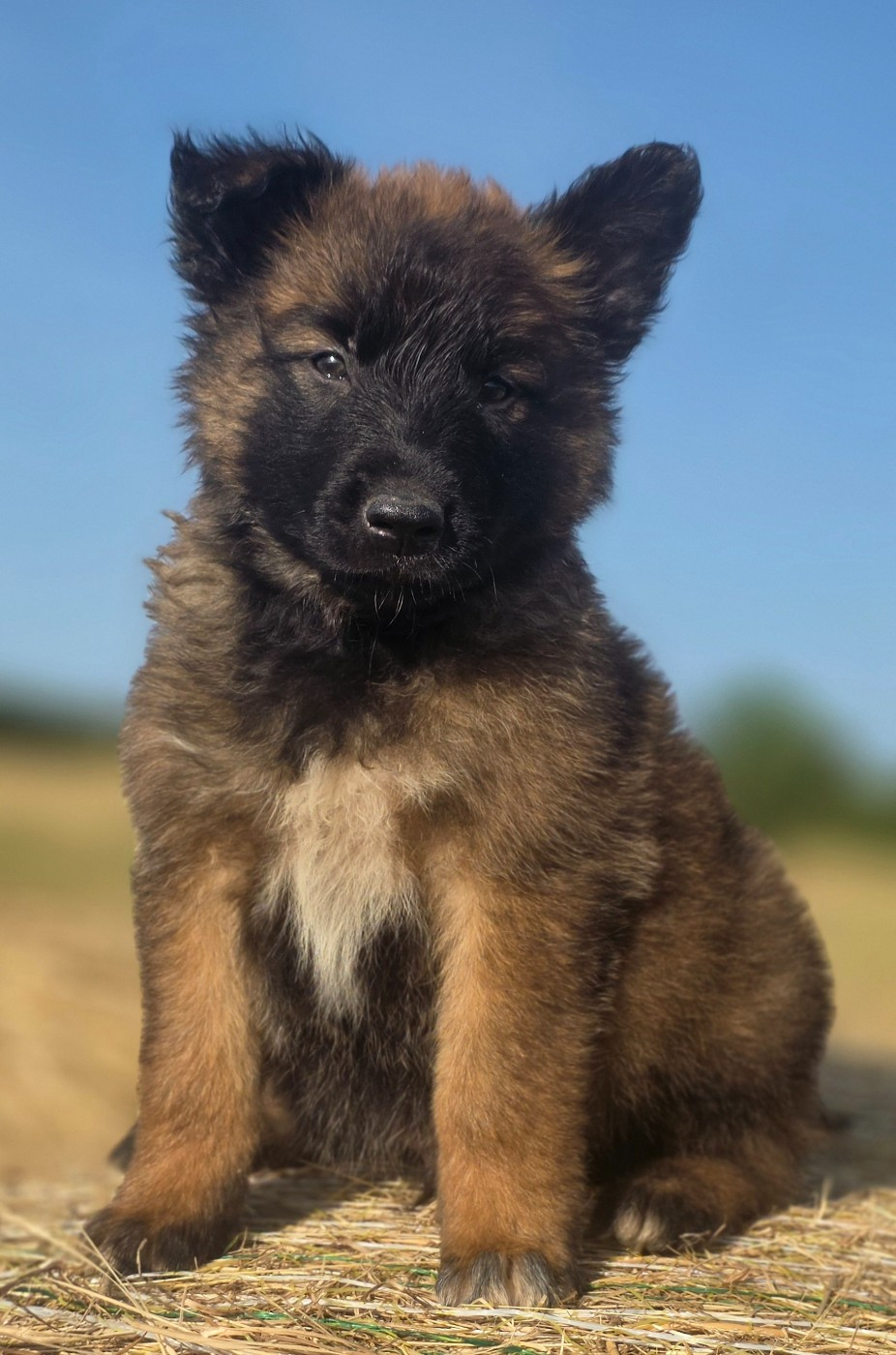 De L'Empire Du Mont Sombet - Chiots disponibles - Berger Belge