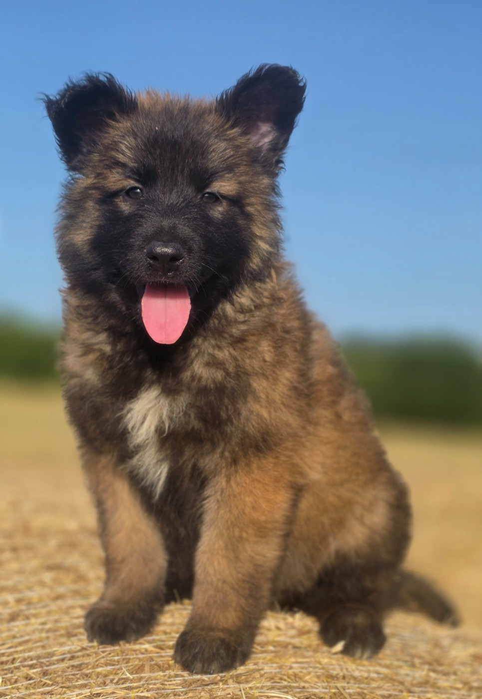 De L'Empire Du Mont Sombet - Chiots disponibles - Berger Belge