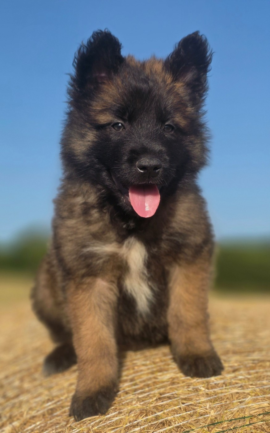 De L'Empire Du Mont Sombet - Chiots disponibles - Berger Belge