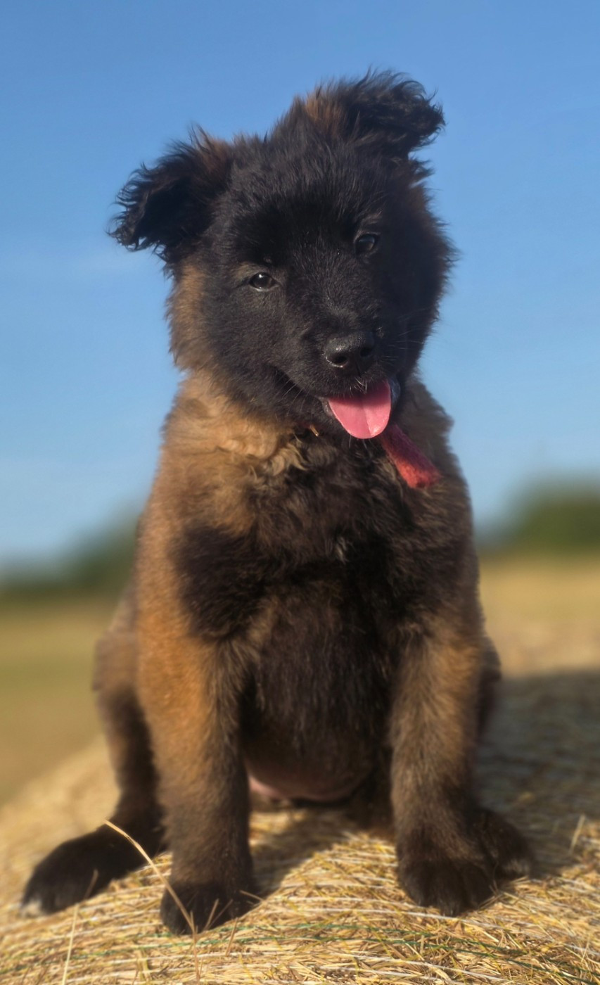 De L'Empire Du Mont Sombet - Chiots disponibles - Berger Belge
