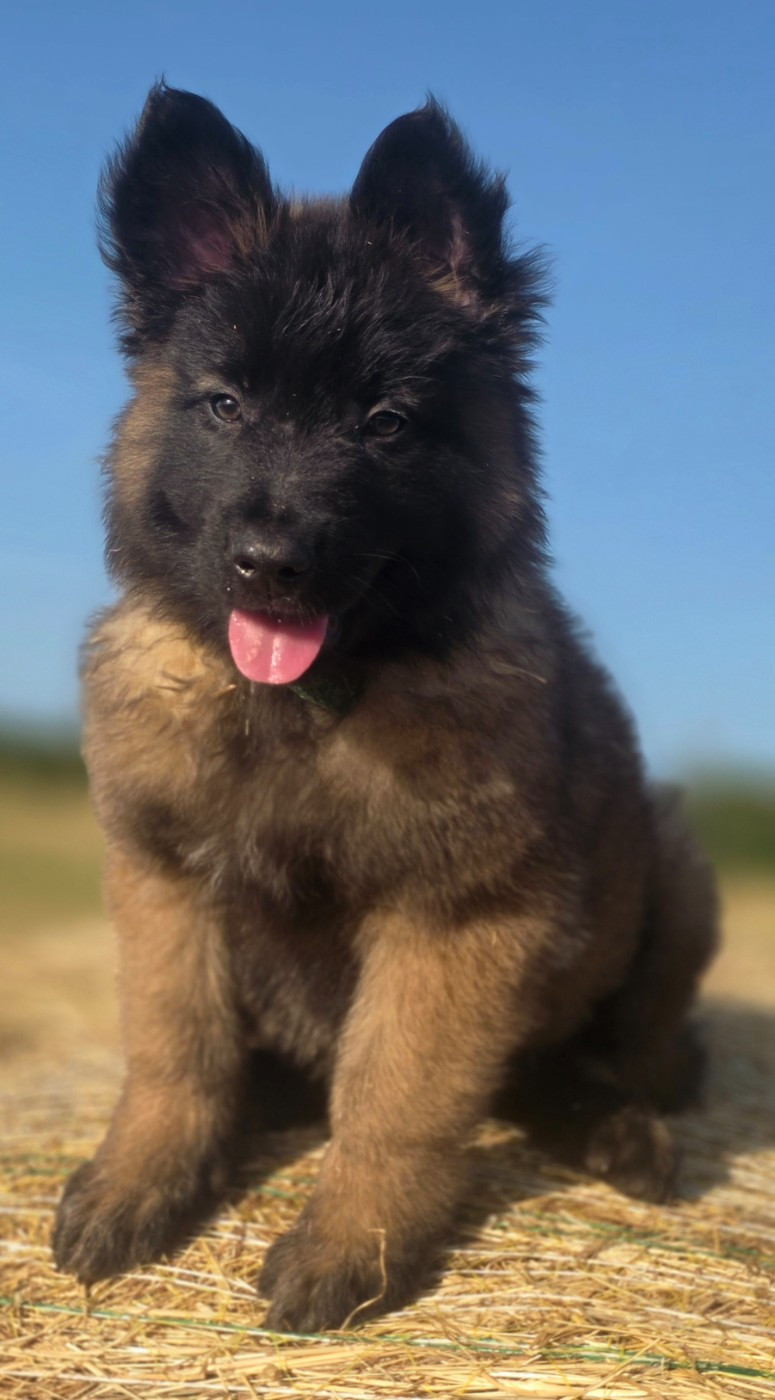 De L'Empire Du Mont Sombet - Chiots disponibles - Berger Belge