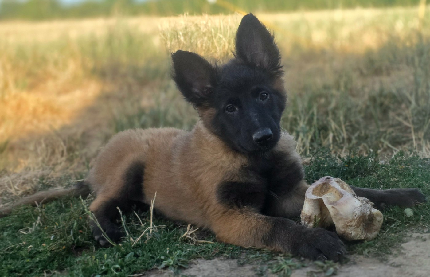 De L'Empire Du Mont Sombet - Chiots disponibles - Berger Belge