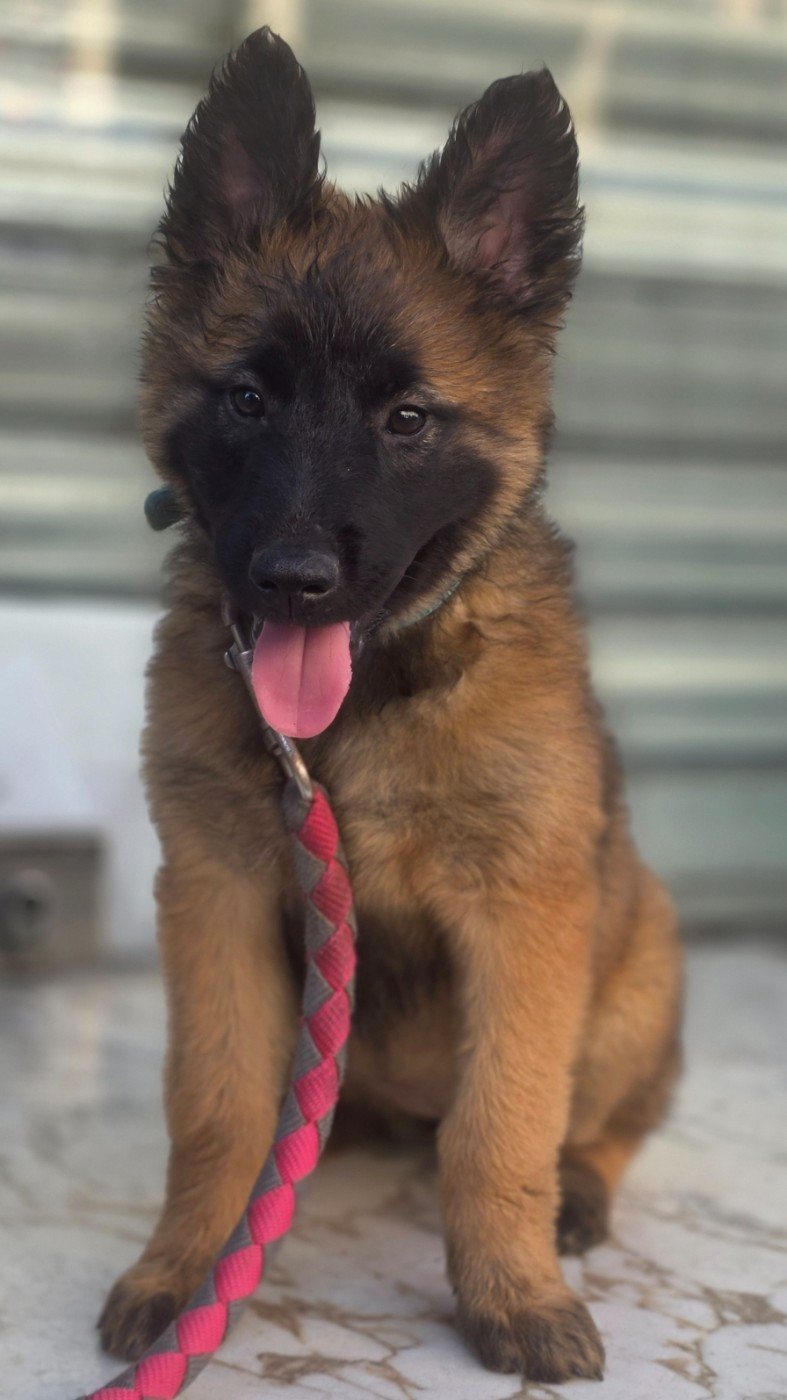 De L'Empire Du Mont Sombet - Chiots disponibles - Berger Belge