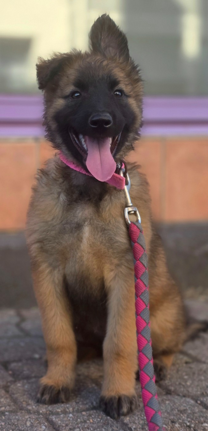 De L'Empire Du Mont Sombet - Chiots disponibles - Berger Belge