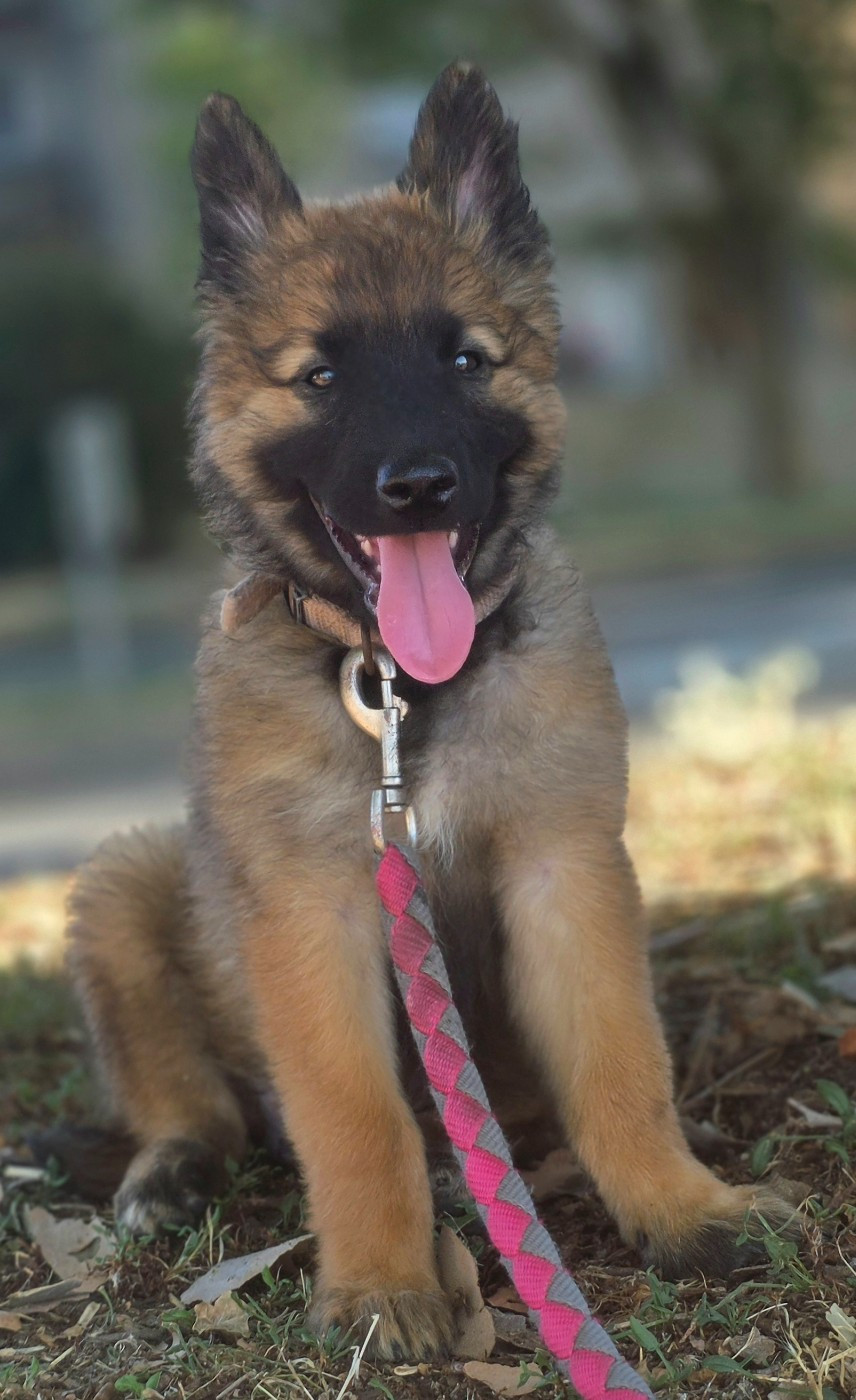 De L'Empire Du Mont Sombet - Chiots disponibles - Berger Belge