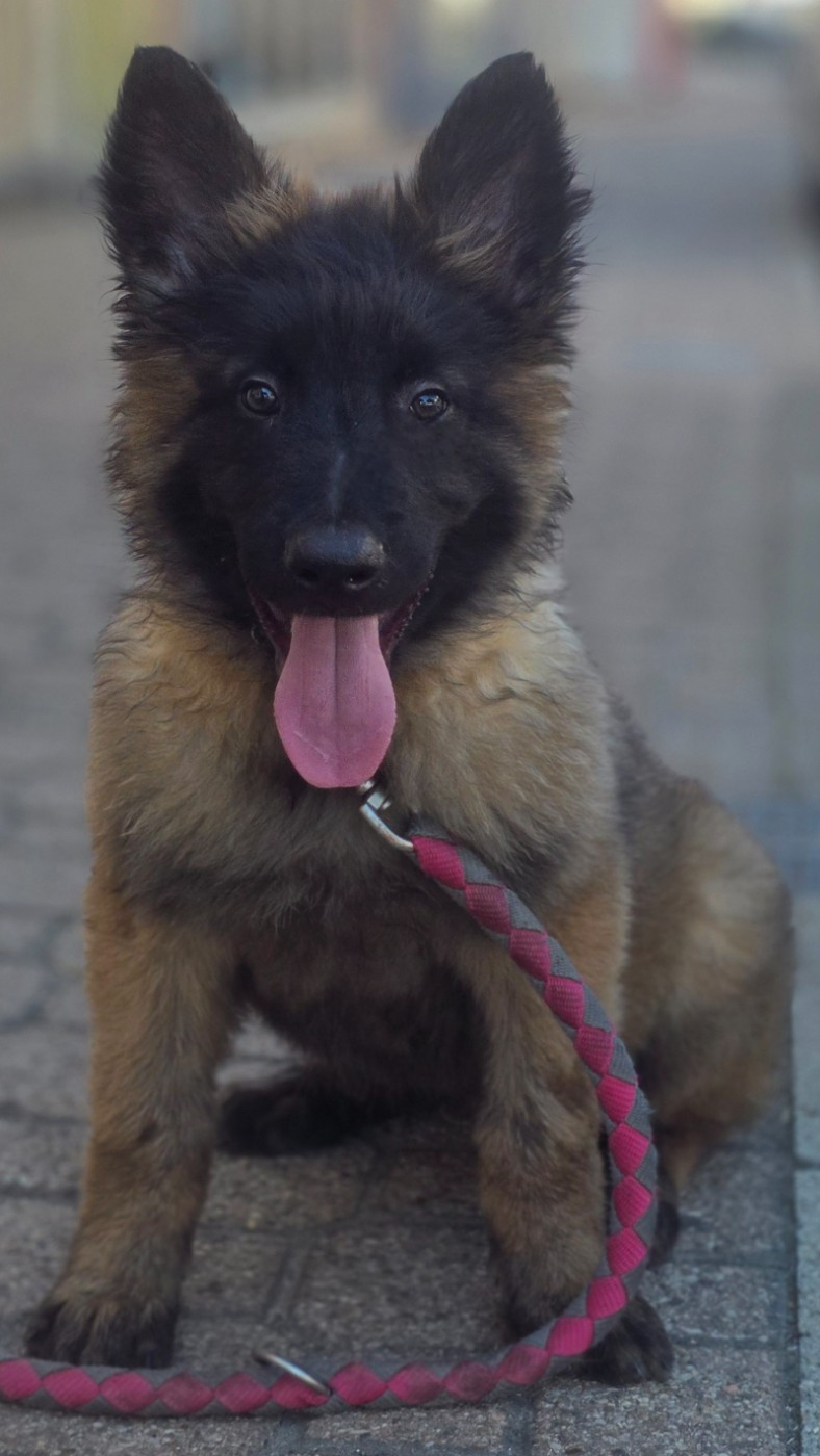 De L'Empire Du Mont Sombet - Chiots disponibles - Berger Belge