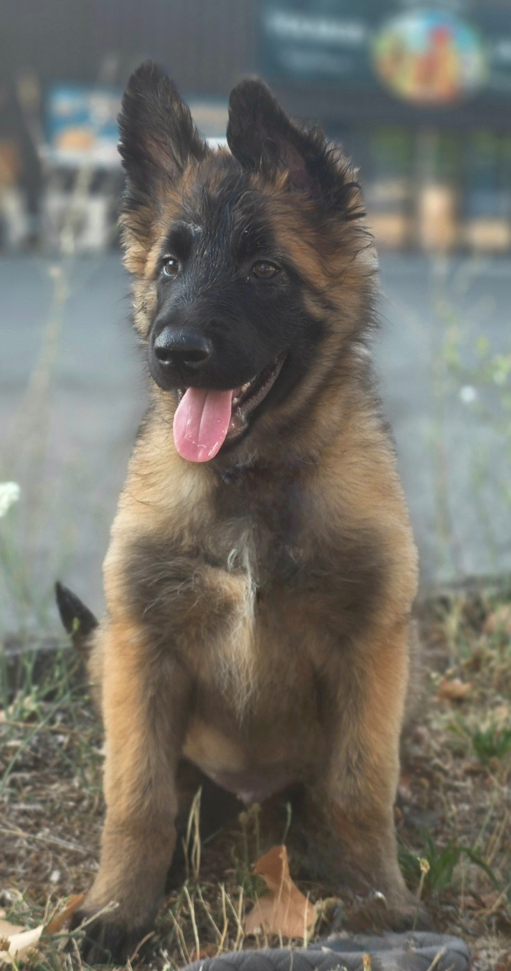 De L'Empire Du Mont Sombet - Chiots disponibles - Berger Belge