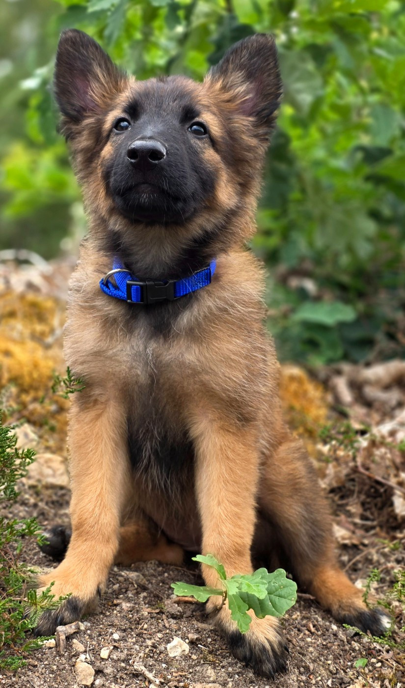 De L'Empire Du Mont Sombet - Chiots disponibles - Berger Belge