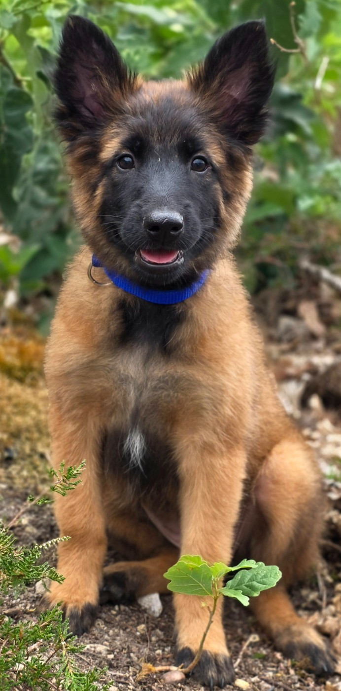 De L'Empire Du Mont Sombet - Chiots disponibles - Berger Belge