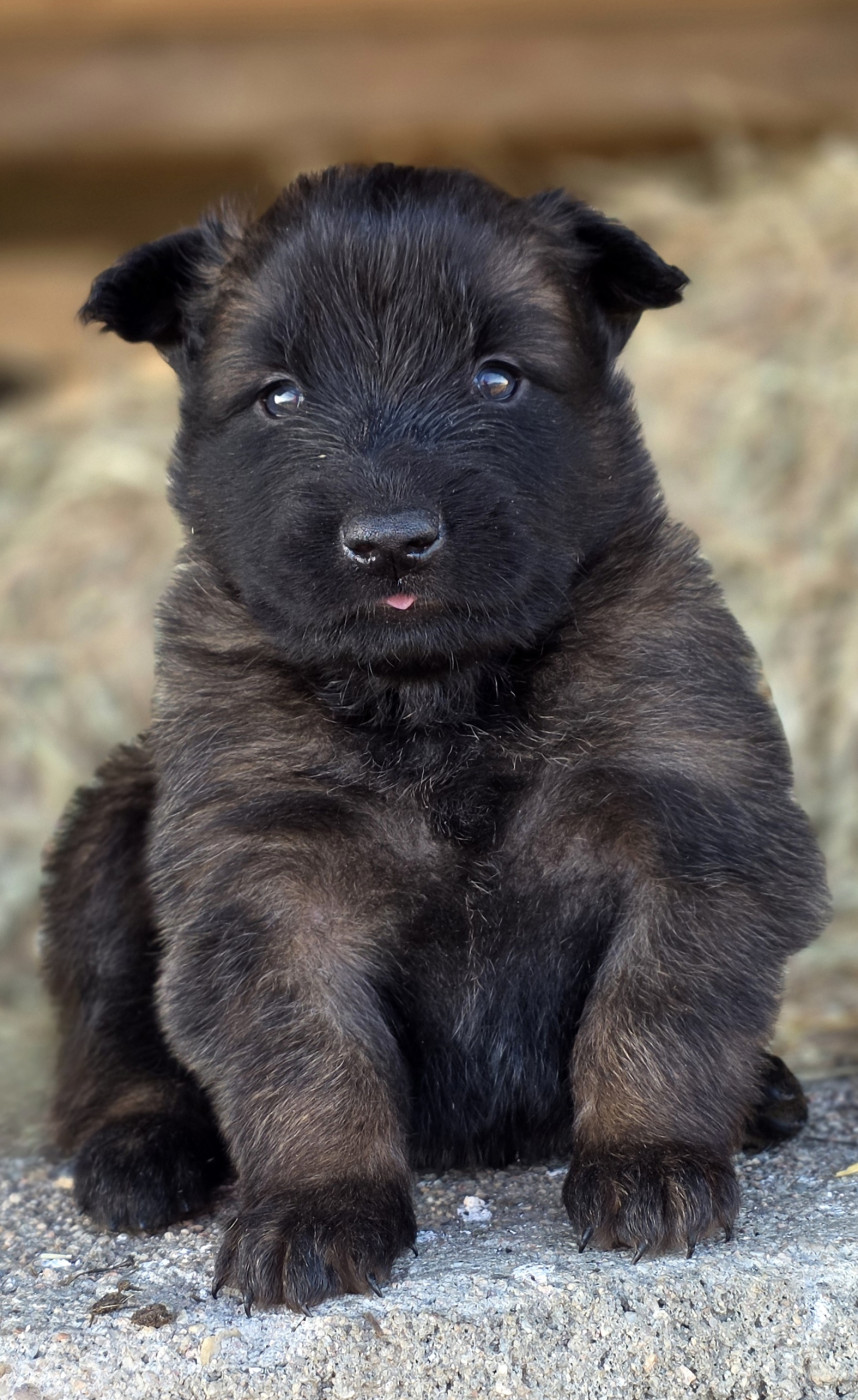 De L'Empire Du Mont Sombet - Chiots disponibles - Berger Belge